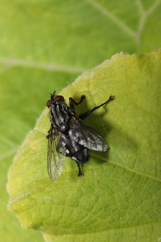 Mouche à chair — Bild 3