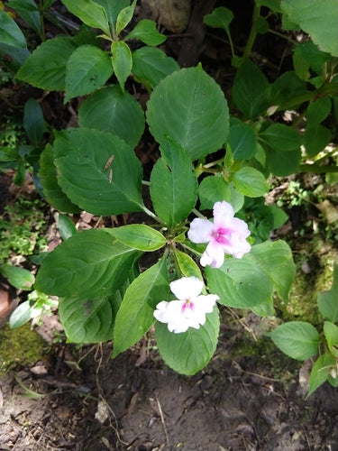 Fleissiges Lieschen - Bild 2