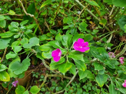 Lieschen, travailleur — Bild 5