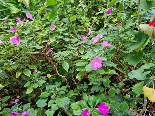 Lieschen, travailleur — Bild 3