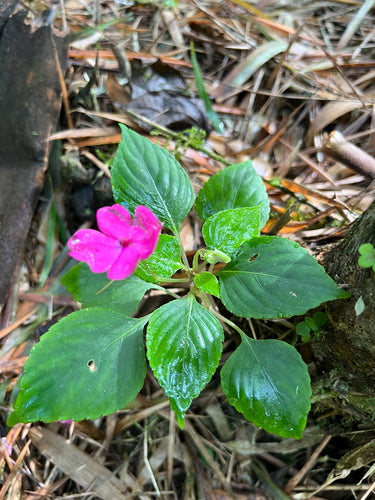 Lieschen, travailleur — Bild 2