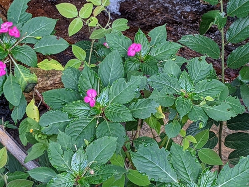 Fleissiges Lieschen - Bild 5