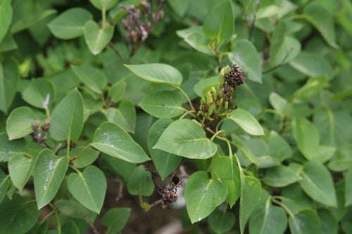 lilas — Bild 3