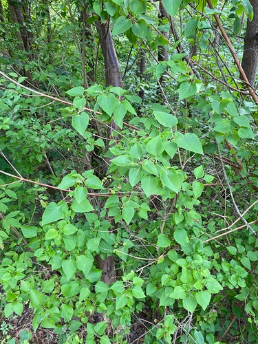 lilas — Bild 2