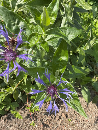 Centaurée — Bild 2