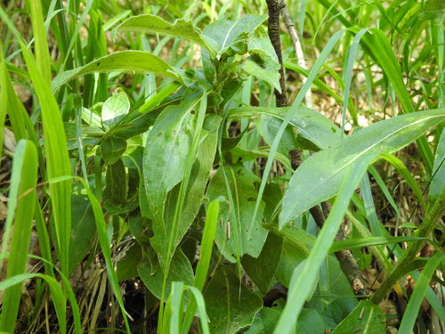 Centaurée — Bild 5