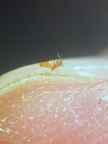 Naturaufnahme - Bild 2