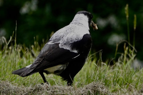 Oiseau flûte — photo 1 sur 8