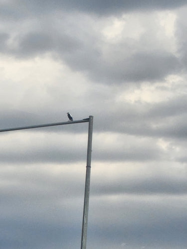 Oiseau flûte — photo 4 sur 8