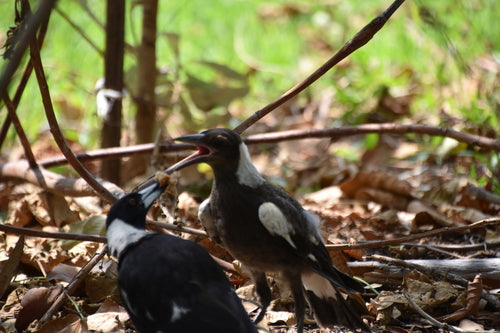 Oiseau flûte — photo 3 sur 8
