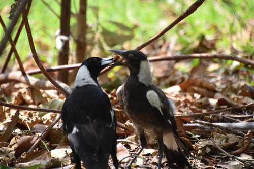 Oiseau flûte — photo 2 sur 8