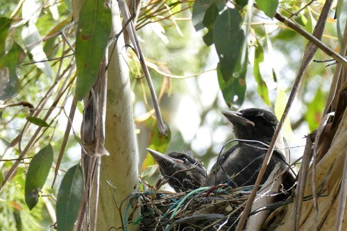 Oiseau flûte — photo 5 sur 8