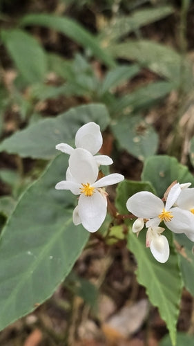 Truite Bégonia — Bild 4