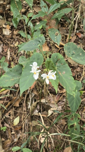Truite Bégonia — Bild 3