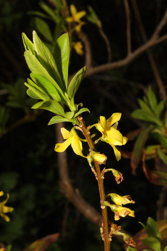 Forsythie — Bild 2