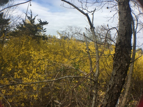 Forsythie — Bild 4