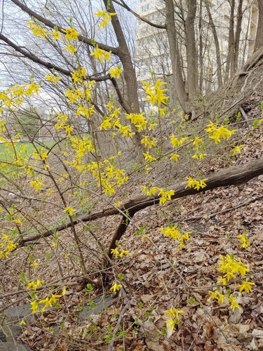 Forsythie — Bild 5