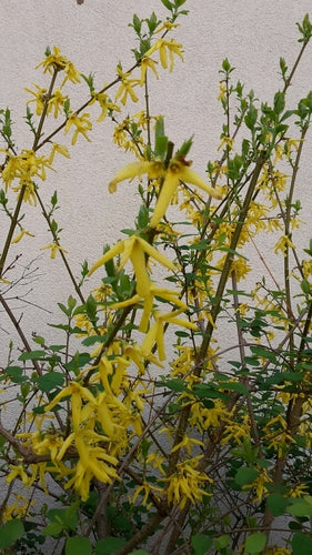 Forsythie — Bild 3