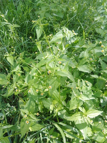 herbe française — Bild 2