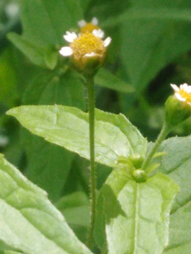 herbe française — Bild 3