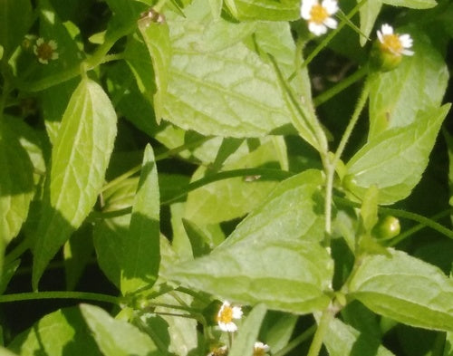 herbe française — Bild 5