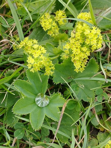 L'alchémille — Bild 3