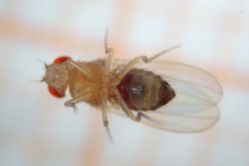 mouche des fruits — photo 5 sur 53