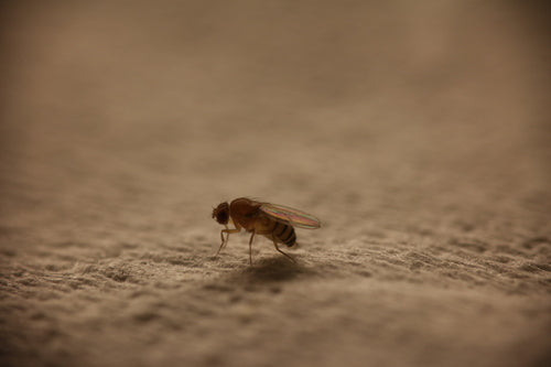 mouche des fruits — photo 4 sur 53