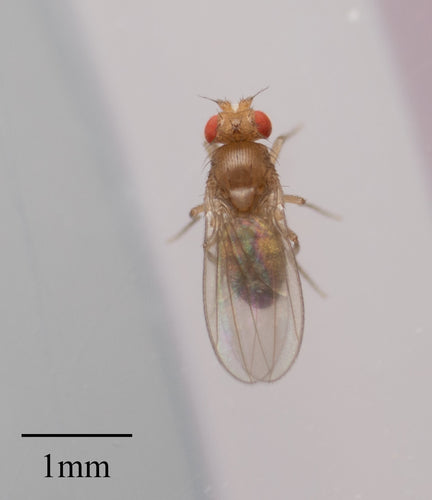 mouche des fruits — Bild 5