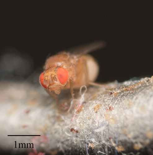 Fruchtfliege - Bild 5