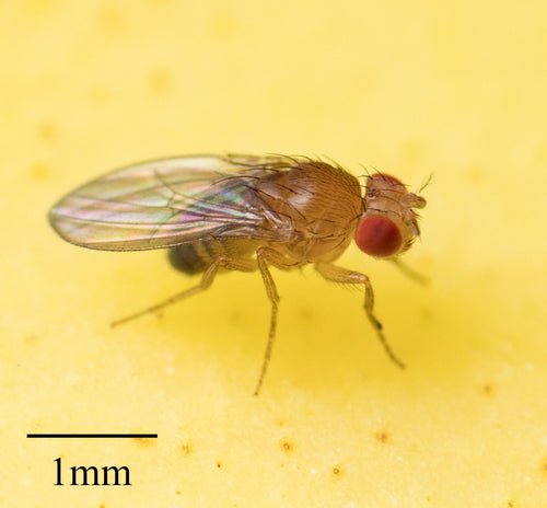 mouche des fruits — Bild 3