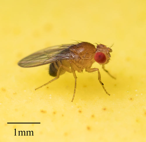 mouche des fruits — Bild 4