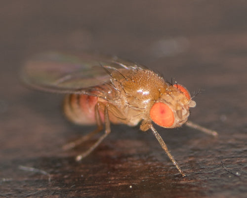 Fruchtfliege - Bild 1