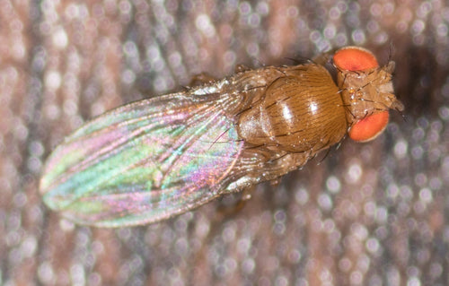 Fruchtfliege - Bild 2