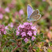 Blüte von Frühblühender Thymian (Thymus praecox) in Nahaufnahme (KI-generiert)