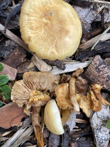 Autrefois arable — Bild 5