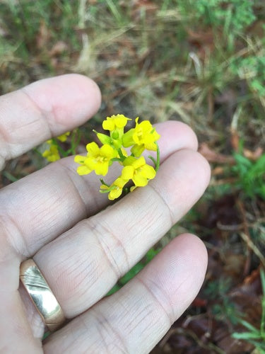 Herbe de Barbarie printanière — photo 4 sur 8