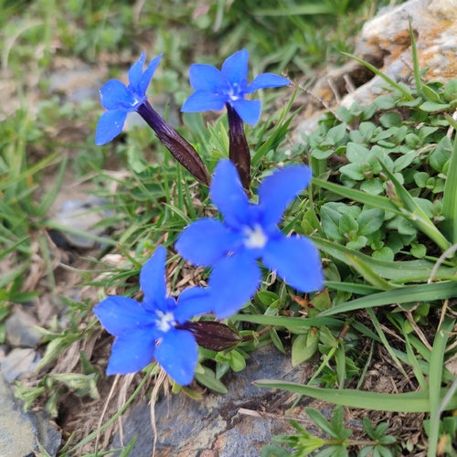 Gentiane de printemps — photo 5 sur 10