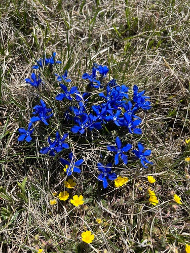 Gentiane de printemps — photo 3 sur 10