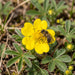 Blüte von Frühlings-Fingerkraut (Potentilla verna) in Nahaufnahme (KI-generiert)