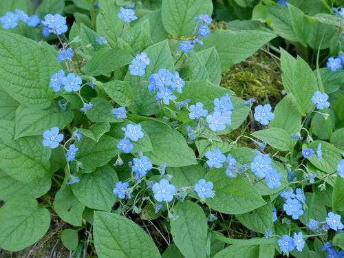 Mémorial du printemps — Bild 5