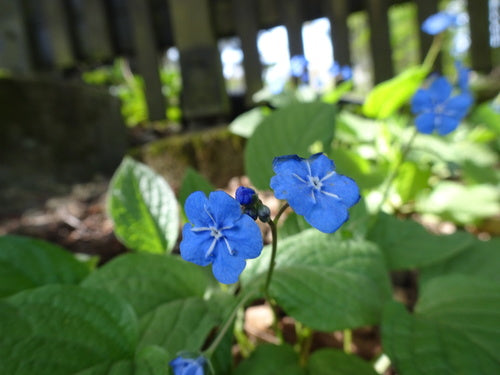 Mémorial du printemps — Bild 4