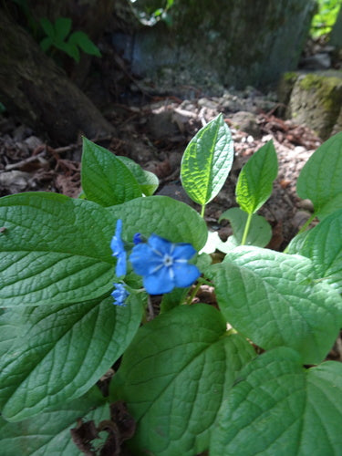 Mémorial du printemps — Bild 3