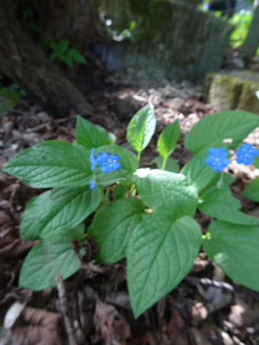 Mémorial du printemps — Bild 2
