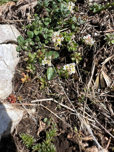 Fleurs de la faim du printemps — photo 3 sur 10