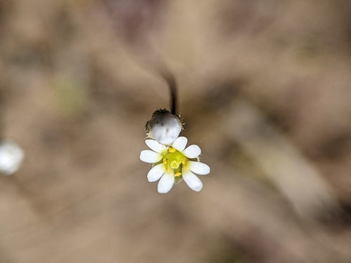 Fleurs de la faim du printemps — photo 5 sur 10