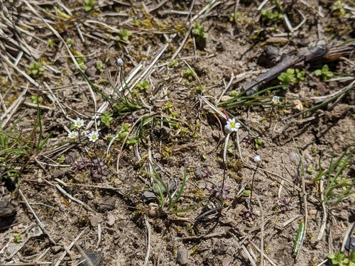 Fleurs de la faim du printemps — photo 4 sur 10