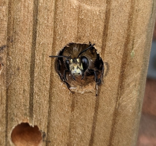 Abeille à fourrure de printemps — Bild 3