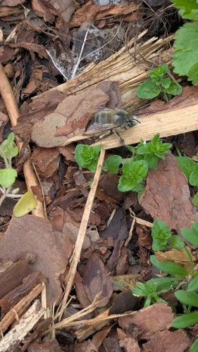 Abeille à fourrure de printemps — Bild 5