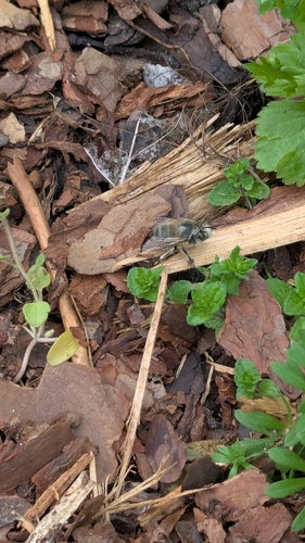 Abeille à fourrure de printemps — Bild 4